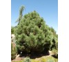 Сосна желтая (Pinus ponderosa) С2
